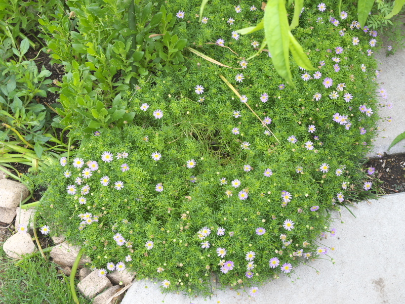 Earthのお庭 庭の花 16年6月10日