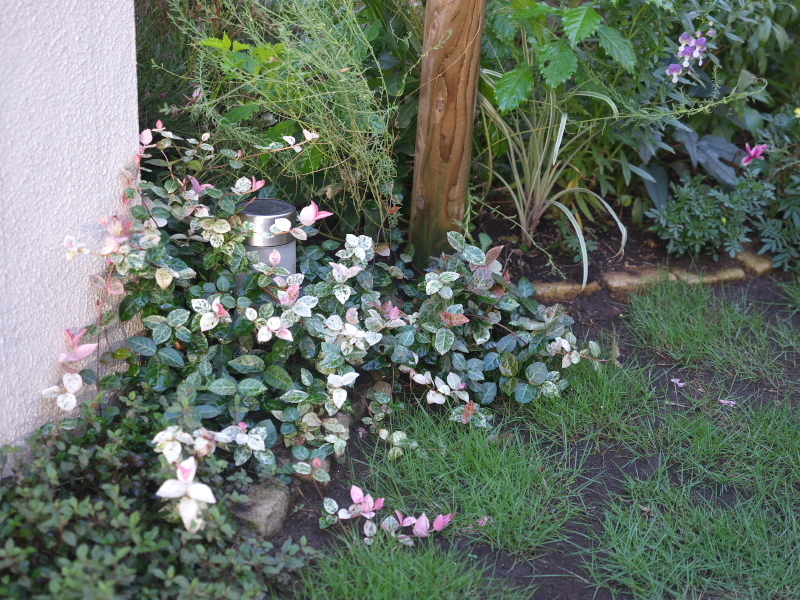 Earthのお庭 ミニバラ フォーエバーと庭の花 16年8月7日