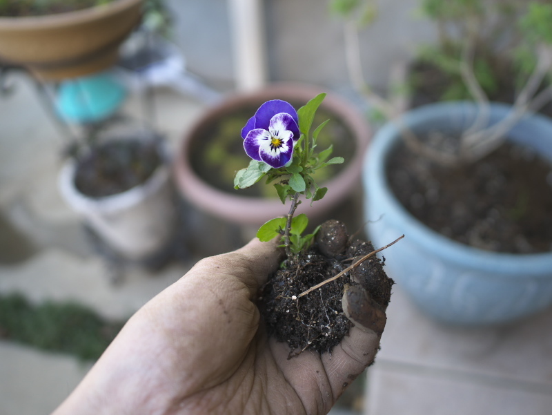 Earthのお庭 ビオラのこぼれ種 16年12月29日