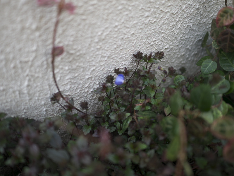 Earthのお庭 ベロニカ オックスフォードブルーが咲いた 17年3月12日